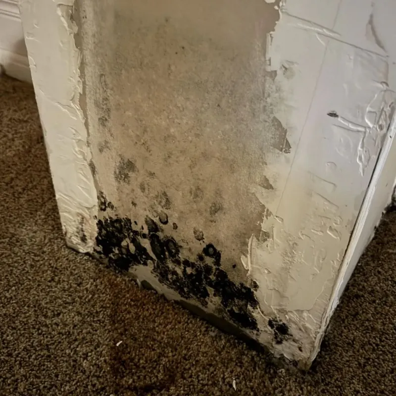 Professional Mold Removal in Romulus, MI
